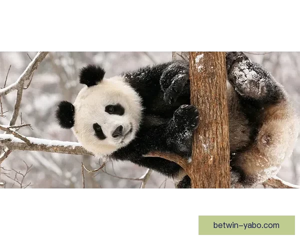 亚博体育入口平台解析：如何选择合适的体育赛事投注与玩法策略